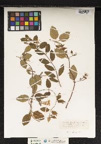 Lonicera japonica image