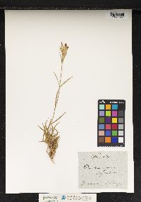 Image of Dianthus virgineus