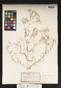 Gypsophila muralis image