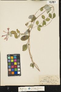 Lonicera sempervirens image