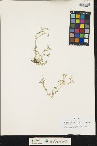 Image of Cerastium semidecandrum