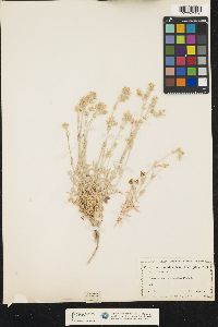 Image of Cerastium tomentosum