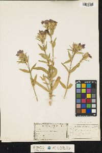Image of Dianthus alpinus