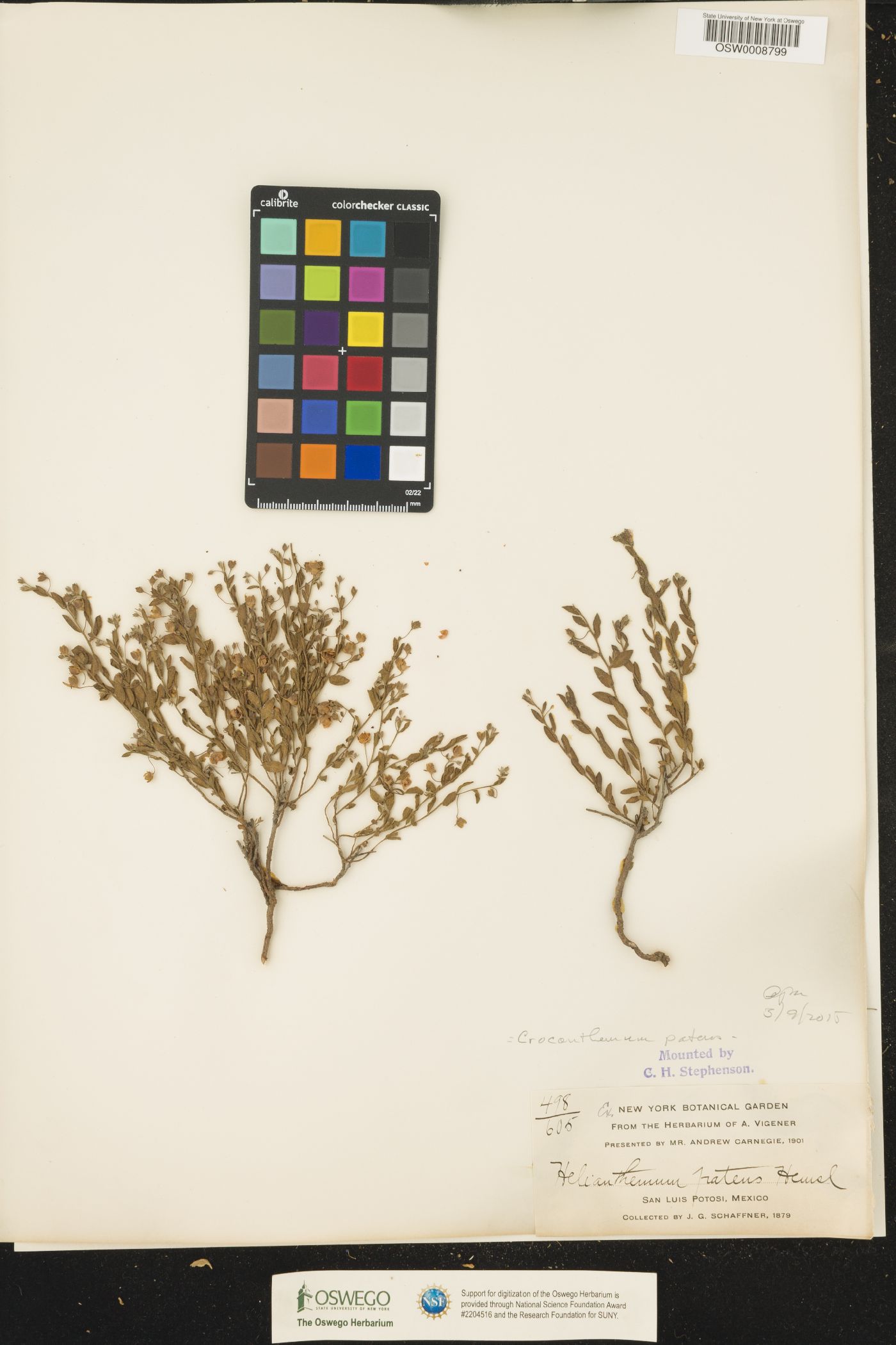 Crocanthemum patens image