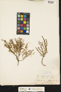 Image of Crocanthemum patens