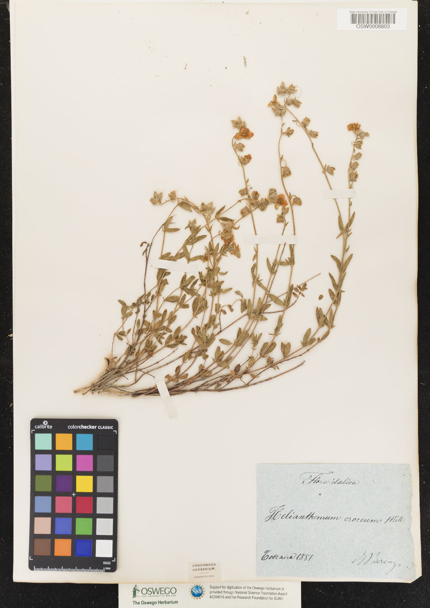 Helianthemum croceum image