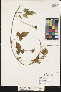 Ipomoea lacunosa image