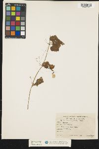 Image of Cyclanthera brachystachya