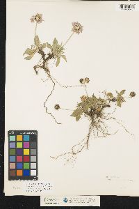 Image of Scabiosa columbaria