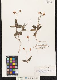 Chimaphila maculata image
