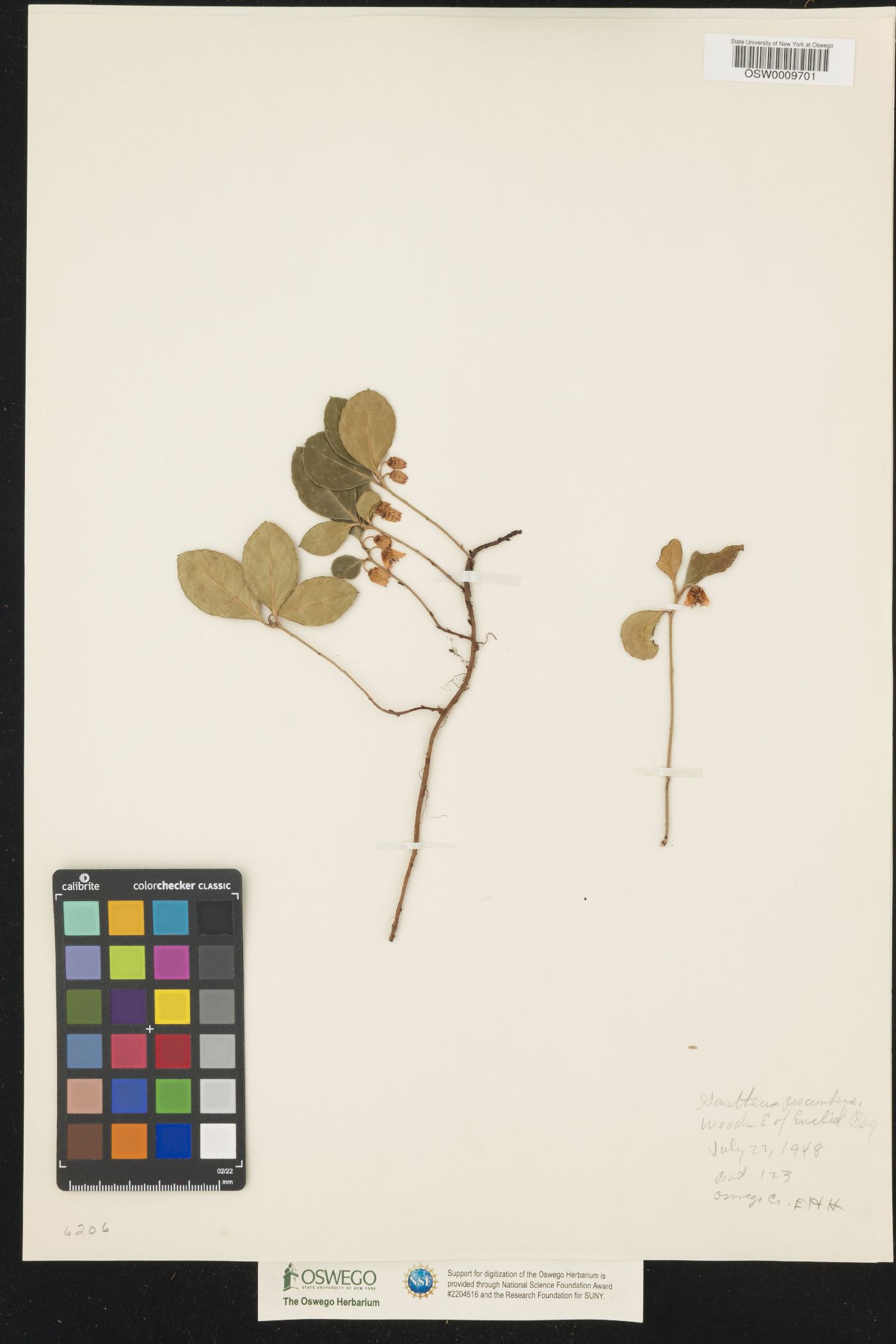 Salicornia procumbens image