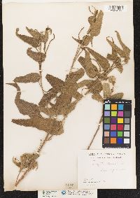 Acalypha petiolaris image