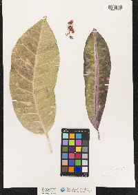 Codiaeum variegatum image