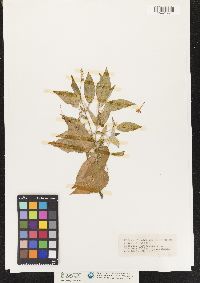 Image of Croton fragilis
