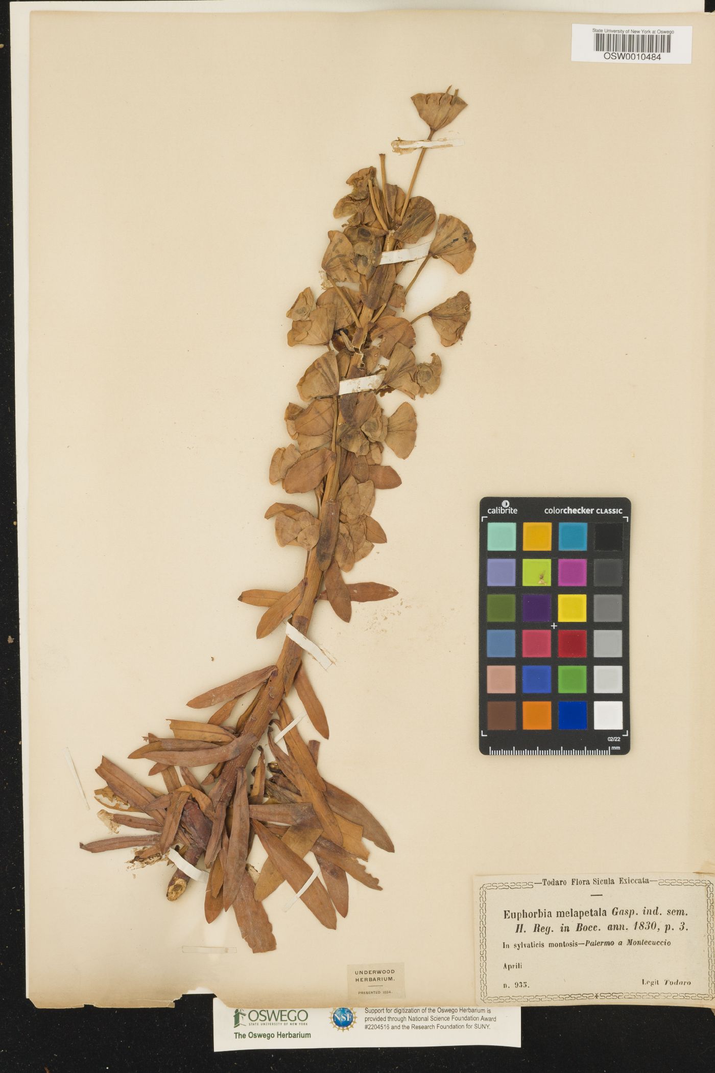 Euphorbia characias subsp. wulfenii image