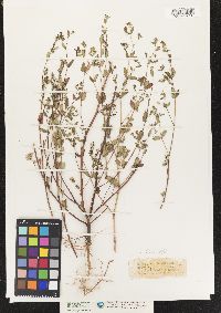 Image of Eremophila maculata