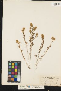 Trifolium arvense image