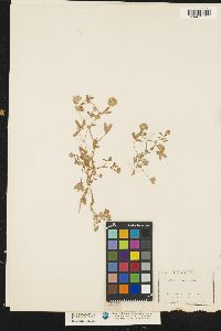 Image of Trifolium variegatum