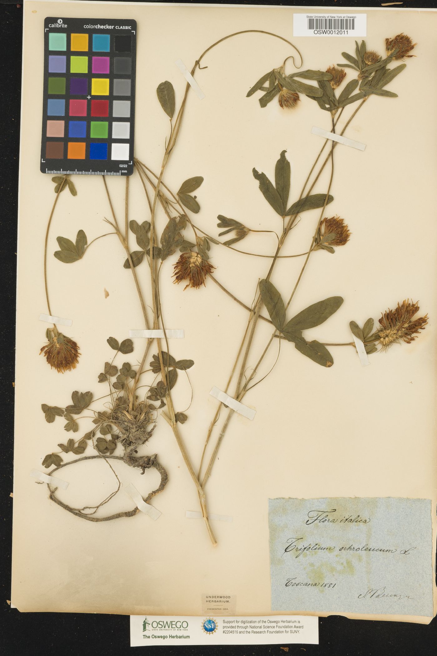 Trifolium ochroleucon image