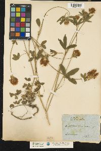 Image of Trifolium ochroleucon