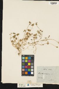 Image of Trifolium scabrum