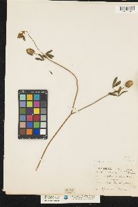 Image of Trifolium squamosum