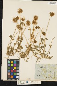 Image of Trifolium stellatum