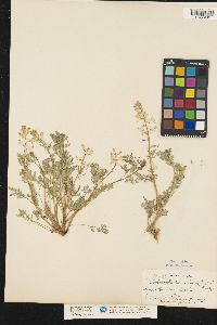 Image of Corydalis curvisiliqua
