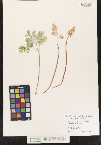 Dicentra cucullaria image