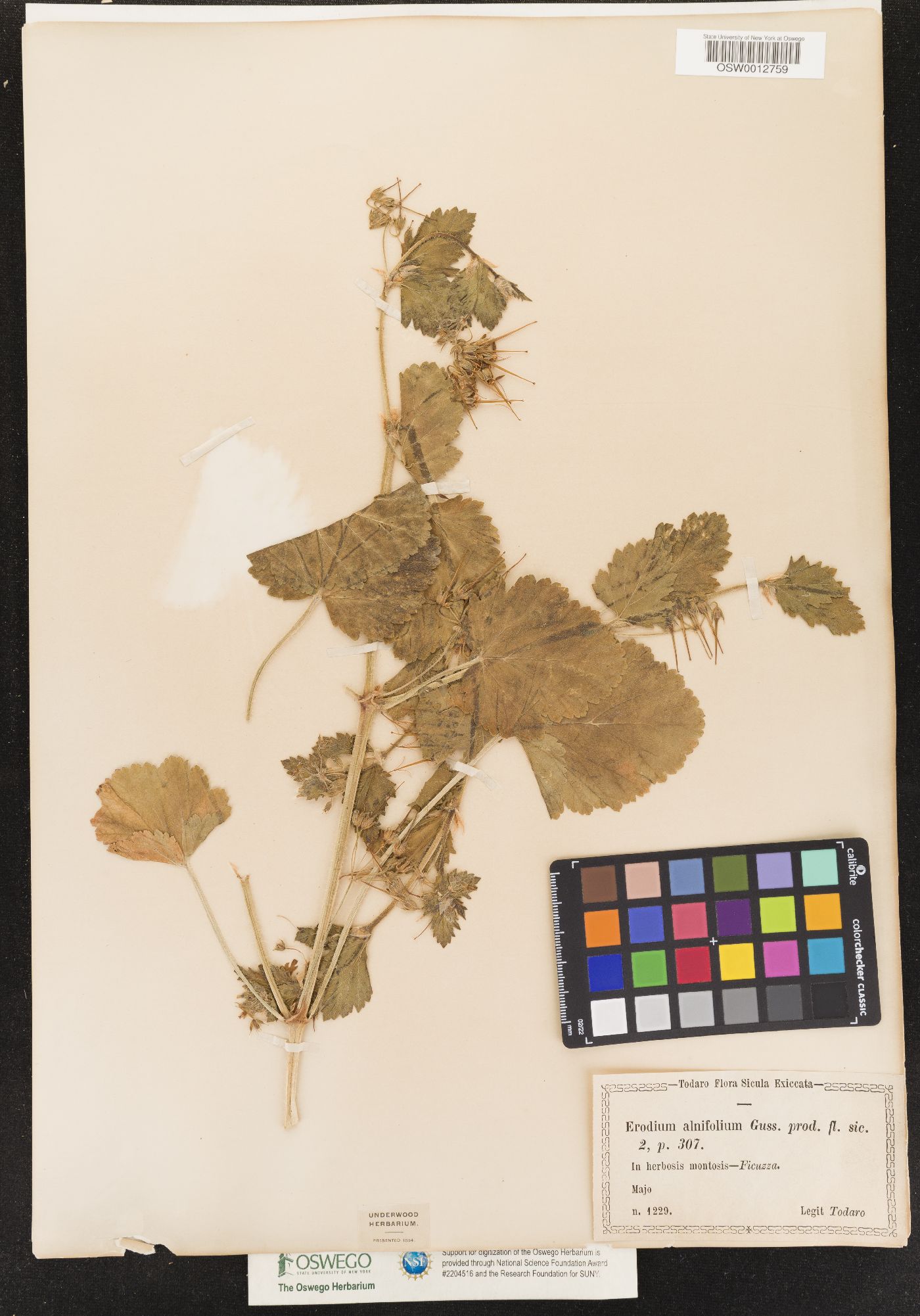 Erodium alnifolium image