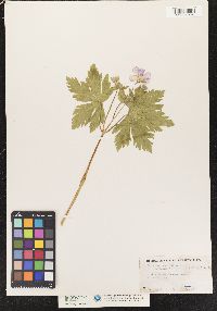 Geranium maculatum image