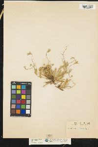Image of Goodenia geniculata