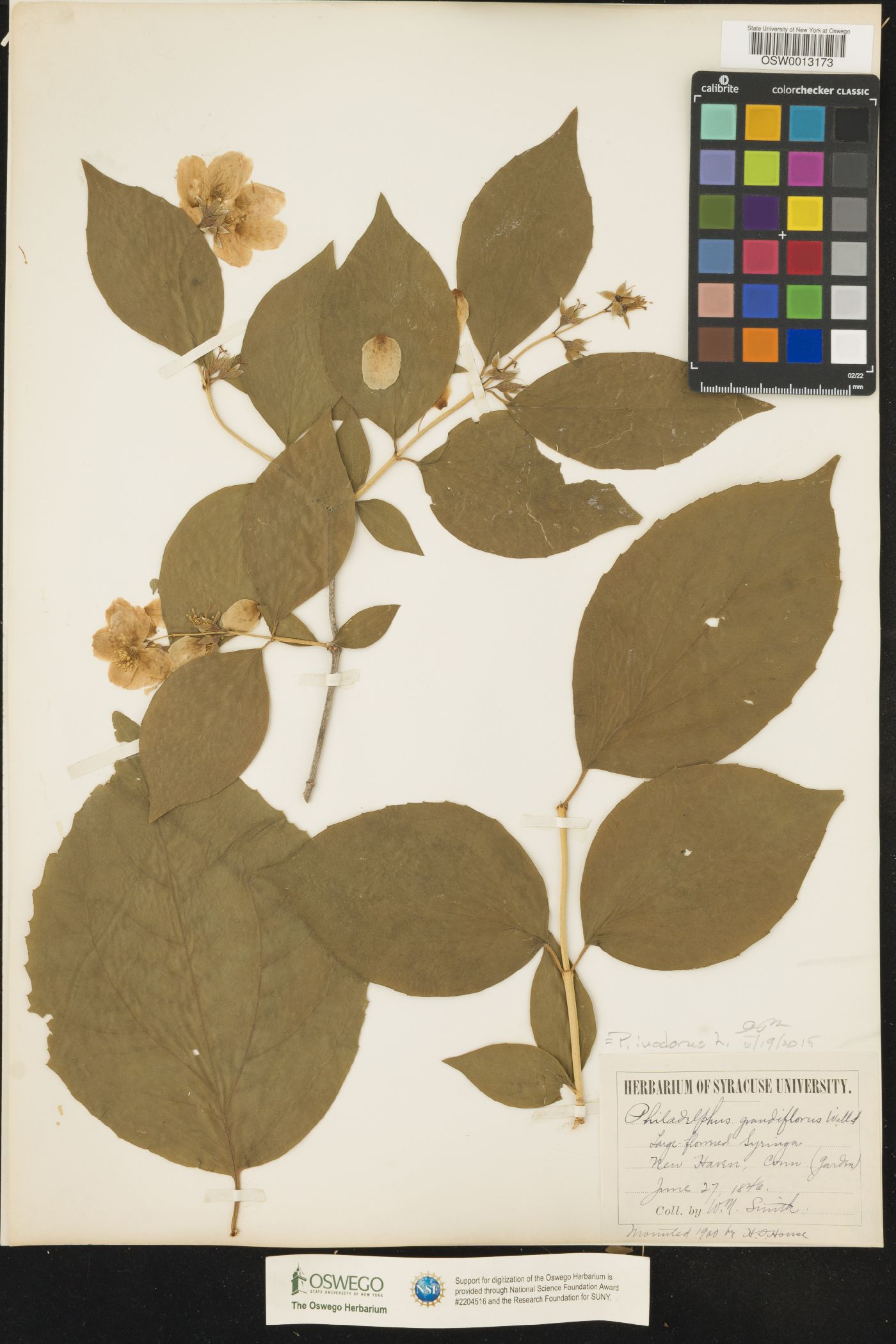 Philadelphus inodorus image