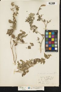 Mentha longifolia image