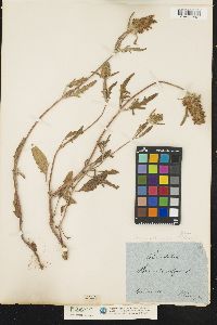 Image of Prunella laciniata