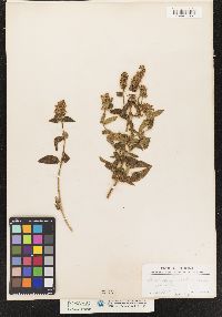 Stachys palustris image