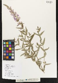 Lythrum salicaria image