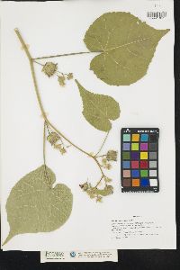 Abutilon theophrasti image