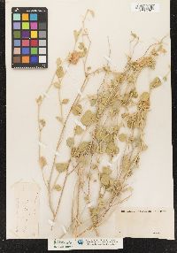 Image of Hibiscus denudatus