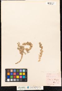Image of Lysimachia linum-stellatum