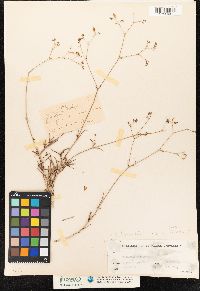 Image of Boerhavia linearifolia