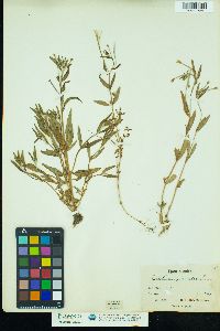 Epilobium palustre image