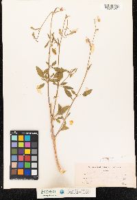 Image of Clarkia rhomboidea
