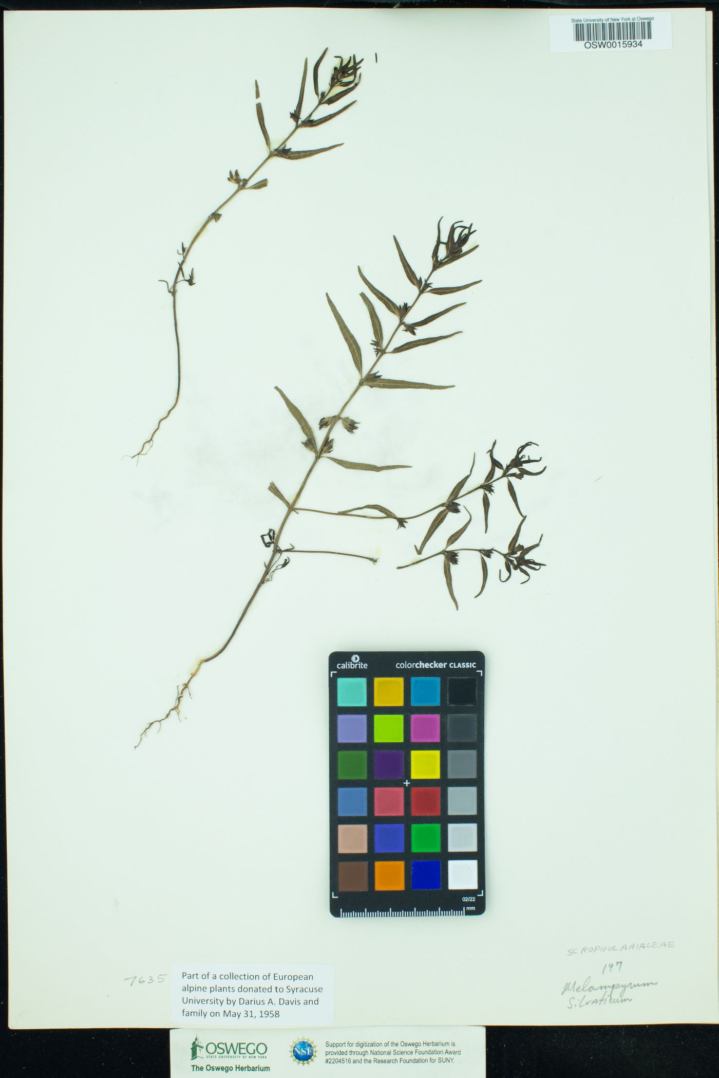 Melampyrum sylvaticum image