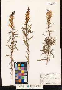 Linaria vulgaris image