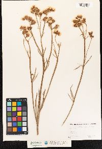 Image of Limonium macrophyllum