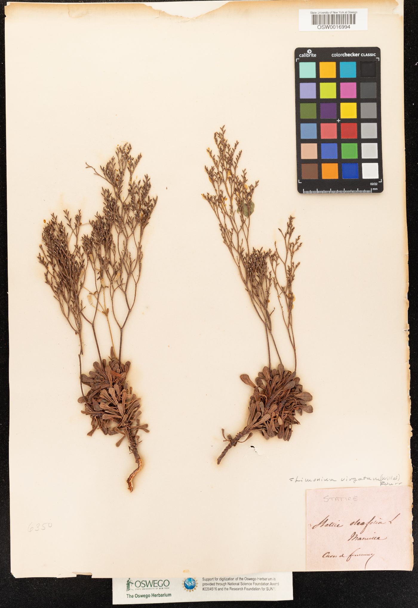 Limonium virgatum image