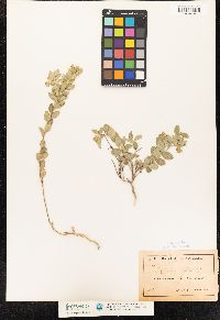 Image of Polygala ovatifolia