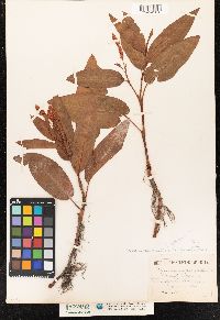 Polygonum amphibium var. emersum image