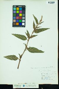 Polygonum pensylvanicum image